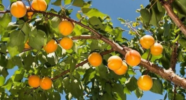 Nejlepší odrůdy meruněk pro oblast moskvy a jejich popis, které stromy zasadit